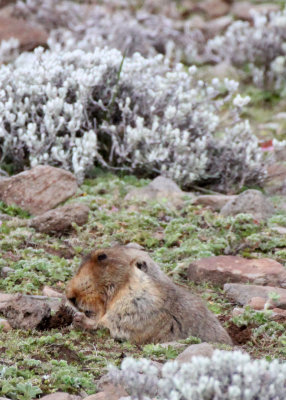 RODENT - GIANT MOLE RAT - BALE MOUNTAINS NATIONAL PARK ETHIOPIA (94).JPG