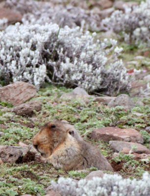 RODENT - GIANT MOLE RAT - BALE MOUNTAINS NATIONAL PARK ETHIOPIA (98).JPG
