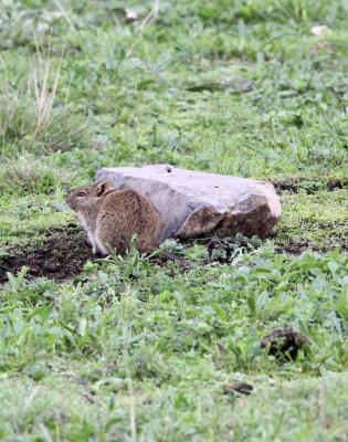 RODENT - GRASS RAT - Simien Grass Rat  (Otomys typus)- SIMIEN MOUNTAINS NATIONAL PARK ETHIOPIA (1).JPG