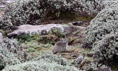 RODENT - MOUSE - UNIDENTIFIED SPECIES - BALE MOUNTAINS NATIONAL PARK ETHIOPIA (285).JPG
