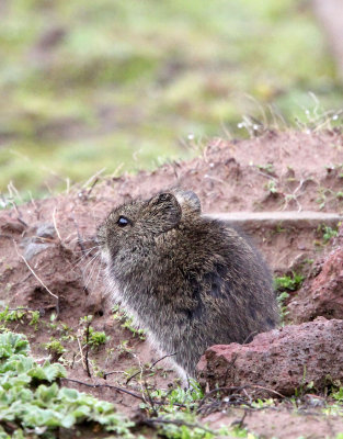 RODENT - SPECIES UNIDENTIFIED - BALE MOUNTAINS NATIONAL PARK ETHIOPIA (225).JPG