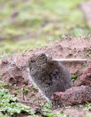 RODENT - SPECIES UNIDENTIFIED - BALE MOUNTAINS NATIONAL PARK ETHIOPIA (226).JPG