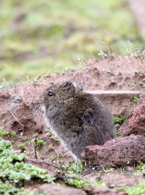 RODENT - SPECIES UNIDENTIFIED - BALE MOUNTAINS NATIONAL PARK ETHIOPIA (228).JPG