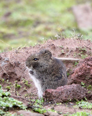 RODENT - SPECIES UNIDENTIFIED - BALE MOUNTAINS NATIONAL PARK ETHIOPIA (230).JPG