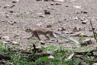 RODENT - SQUIRREL - UNSTRIPPED GROUNDSQUIRREL - ALI DEGE PLAINS ETHIOPIA (4).JPG