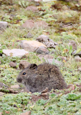 RODENT - UNIDENTIFIED MOUSE - BALE MOUNTAINS NATIONAL PARK ETHIOPIA (1).JPG