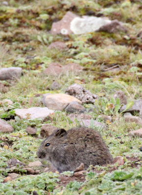RODENT - UNIDENTIFIED MOUSE - BALE MOUNTAINS NATIONAL PARK ETHIOPIA (4).JPG