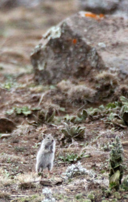 RODENT - UNIDENTIFIED SPECIES - BALE MOUNTAINS NATIONAL PARK ETHIOPIA (15).JPG