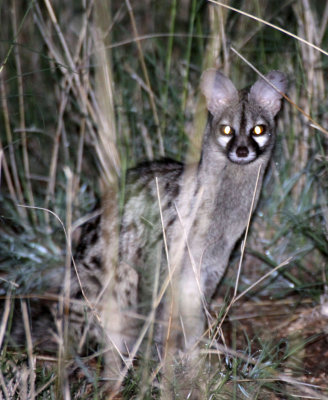 VIVERRID - GENET - COMMON GENET - AWASH NATIONAL PARK ETHIOPIA (2).JPG