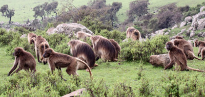 PRIMATE - BABOON - GELADA BABOON - SIMIEN MOUNTAINS NATIONAL PARK ETHIOPIA (148).JPG