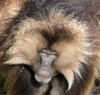 Gelada Baboons of Simien Mountains