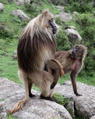 PRIMATE - BABOON - GELADA BABOON - SIMIEN MOUNTAINS NATIONAL PARK ETHIOPIA (170).JPG