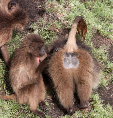 PRIMATE - BABOON - GELADA BABOON - SIMIEN MOUNTAINS NATIONAL PARK ETHIOPIA (22).JPG