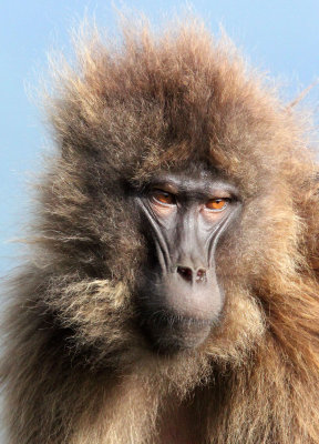 PRIMATE - BABOON - GELADA BABOON - SIMIEN MOUNTAINS NATIONAL PARK ETHIOPIA (279).JPG