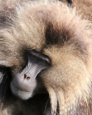 PRIMATE - BABOON - GELADA BABOON - SIMIEN MOUNTAINS NATIONAL PARK ETHIOPIA (285).JPG