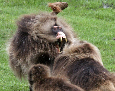 PRIMATE - BABOON - GELADA BABOON - SIMIEN MOUNTAINS NATIONAL PARK ETHIOPIA (355).jpg