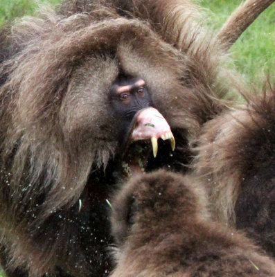 PRIMATE - BABOON - GELADA BABOON - SIMIEN MOUNTAINS NATIONAL PARK ETHIOPIA (357).jpg