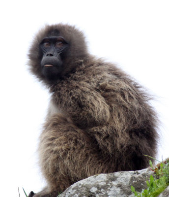 PRIMATE - BABOON - GELADA BABOON - SIMIEN MOUNTAINS NATIONAL PARK ETHIOPIA (44).JPG