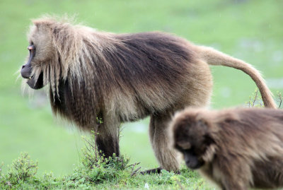 PRIMATE - BABOON - GELADA BABOON - SIMIEN MOUNTAINS NATIONAL PARK ETHIOPIA (50).JPG