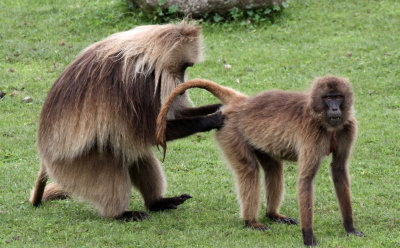 PRIMATE - BABOON - GELADA BABOON - SIMIEN MOUNTAINS NATIONAL PARK ETHIOPIA (73).JPG