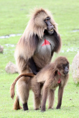 PRIMATE - BABOON - GELADA BABOON - SIMIEN MOUNTAINS NATIONAL PARK ETHIOPIA (97).JPG