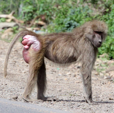 PRIMATE - BABOON - HAMADRYAS BABOON - AWASH NATIONAL PARK ETHIOPIA (20).JPG