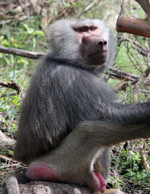 PRIMATE - BABOON - HAMADRYAS BABOON - AWASH NATIONAL PARK ETHIOPIA (31).JPG