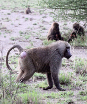 PRIMATE - BABOON - HAMADRYAS-OLIVE BABOON HYBRID - AWASH NATIONAL PARK ETHIOPIA (3).JPG