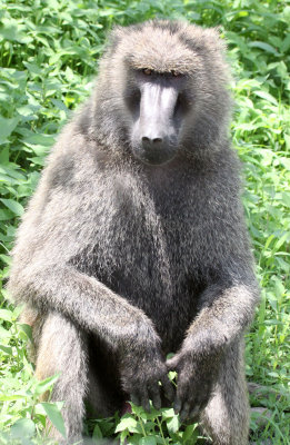 PRIMATE - BABOON - OLIVE BABOON - AWASH NATIONAL PARK ETHIOPIA (15).JPG