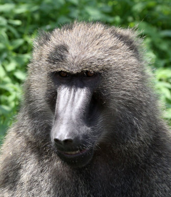 PRIMATE - BABOON - OLIVE BABOON - AWASH NATIONAL PARK ETHIOPIA (3).JPG