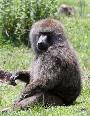 PRIMATE - BABOON - OLIVE BABOON - BALE MOUNTAINS NATIONAL PARK ETHIOPIA (26).JPG