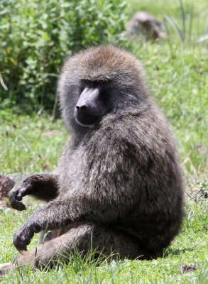 PRIMATE - BABOON - OLIVE BABOON - BALE MOUNTAINS NATIONAL PARK ETHIOPIA (27).JPG