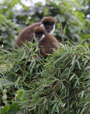 PRIMATE - BALE MONKEY - BALE MOUNTAINS NATIONAL PARK ETHIOPIA HARENNA FOREST (9).JPG