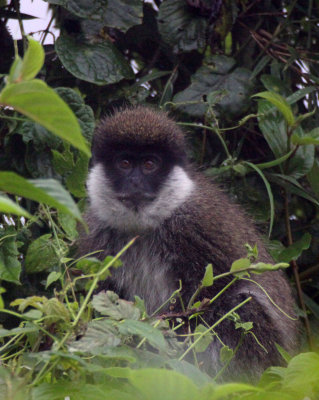 PRIMATE - BALE MONKEY - HARRENA FOREST BALE MOUNTAINS NATIONAL PARK ETHIOPIA (15).JPG