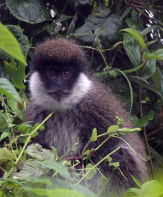 PRIMATE - BALE MONKEY - HARRENA FOREST BALE MOUNTAINS NATIONAL PARK ETHIOPIA (18).JPG
