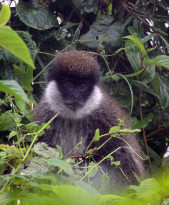 PRIMATE - BALE MONKEY - HARRENA FOREST BALE MOUNTAINS NATIONAL PARK ETHIOPIA (20).JPG