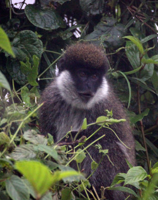 PRIMATE - BALE MONKEY - HARRENA FOREST BALE MOUNTAINS NATIONAL PARK ETHIOPIA (25).JPG