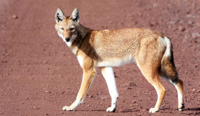 CANID - ETHIOPIAN WOLF - BALE MOUNTAINS NATIONAL PARK ETHIOPIA (122).JPG
