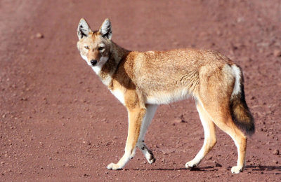 CANID - ETHIOPIAN WOLF - BALE MOUNTAINS NATIONAL PARK ETHIOPIA (123).JPG