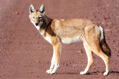 CANID - ETHIOPIAN WOLF - BALE MOUNTAINS NATIONAL PARK ETHIOPIA (124).JPG