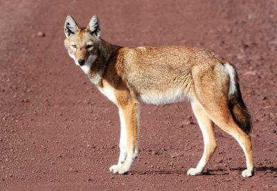 CANID - ETHIOPIAN WOLF - BALE MOUNTAINS NATIONAL PARK ETHIOPIA (127).JPG