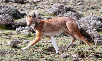 CANID - ETHIOPIAN WOLF - BALE MOUNTAINS NATIONAL PARK ETHIOPIA (134).JPG