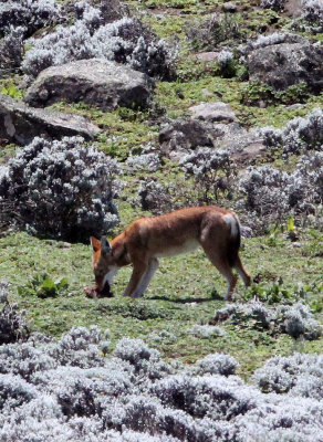 CANID - ETHIOPIAN WOLF - BALE MOUNTAINS NATIONAL PARK ETHIOPIA (169).JPG