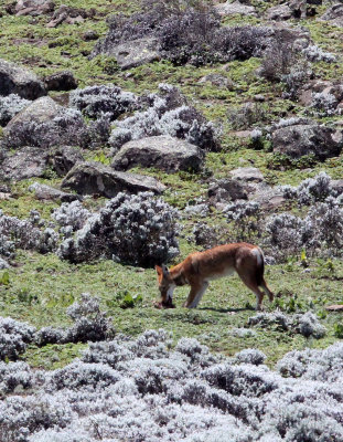 CANID - ETHIOPIAN WOLF - BALE MOUNTAINS NATIONAL PARK ETHIOPIA (170).JPG