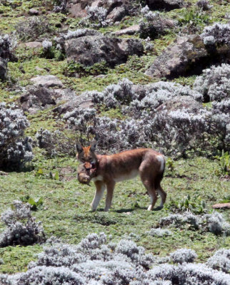 CANID - ETHIOPIAN WOLF - BALE MOUNTAINS NATIONAL PARK ETHIOPIA (175).JPG