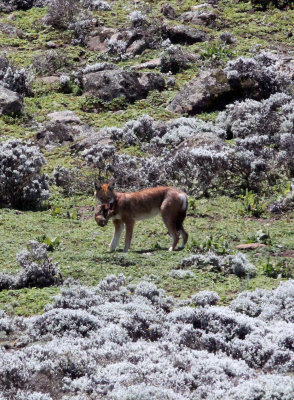 CANID - ETHIOPIAN WOLF - BALE MOUNTAINS NATIONAL PARK ETHIOPIA (178).jpg