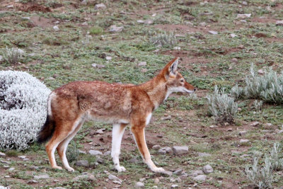 CANID - ETHIOPIAN WOLF - BALE MOUNTAINS NATIONAL PARK ETHIOPIA (193).JPG