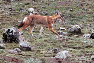 CANID - ETHIOPIAN WOLF - BALE MOUNTAINS NATIONAL PARK ETHIOPIA (20).JPG