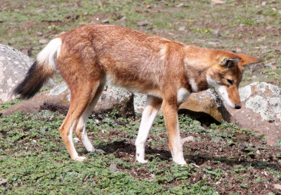 CANID - ETHIOPIAN WOLF - BALE MOUNTAINS NATIONAL PARK ETHIOPIA (221).JPG