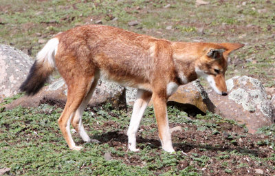 CANID - ETHIOPIAN WOLF - BALE MOUNTAINS NATIONAL PARK ETHIOPIA (222).JPG